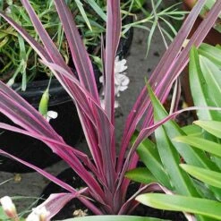Cordyline 'Pink Passion' 12 Cordyline 'Pink Passion' -Plants Sales Store CORD T58525 A h