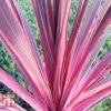 Cordyline 'Pink Passion' 2 Cordyline 'Pink Passion' -Plants Sales Store CORD T58525 C