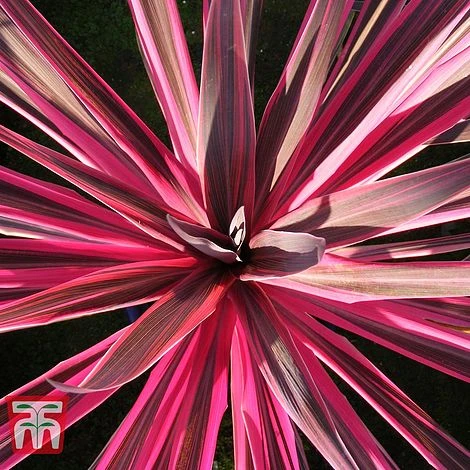 Cordyline 'Pink Passion' 4 Cordyline 'Pink Passion' - Image 2