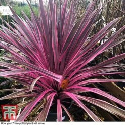 Cordyline 'Pink Passion' 17 Cordyline 'Pink Passion' -Plants Sales Store CORD T58525B