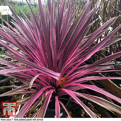 Cordyline 'Pink Passion' 10 Cordyline 'Pink Passion' - Image 8