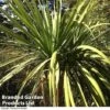 Cordyline Australis Verde Atlantic Green
