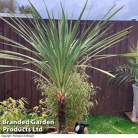 Cordyline Australis Verde Atlantic Green 4 Cordyline Australis Verde Atlantic Green - Image 2