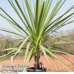 Cordyline Australis Verde Atlantic Green 7 Cordyline Australis Verde Atlantic Green -Plants Sales Store CORD AUSTRALIS B