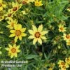Coreopsis Grandiflora 'Domino' 2 Coreopsis Grandiflora 'Domino' -Plants Sales Store CORE DOMINO W44943