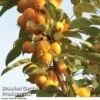 Crab Apple 'Golden Hornet' -Plants Sales Store CRAB DWW3624 A