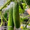 Cucumber 'Socrates' (Grafted) -Plants Sales Store CUC SOC