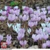 Cyclamen Hederifolium -Plants Sales Store CYCL 40275 A2