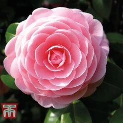 Camellia 'Blooming Wonder' - Gift 8 Camellia 'Blooming Wonder' - Gift -Plants Sales Store Camellia Blooming Wonder Pink