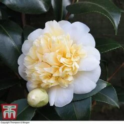 Camellia 'Blooming Wonder' - Gift 9 Camellia 'Blooming Wonder' - Gift -Plants Sales Store Camellia Blooming Wonder White