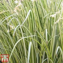 Chlorophytum Saundersiae 'Starlight' -Plants Sales Store Chla