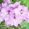 Delphinium Magic Fountains Cherry Blossom 1 Delphinium Magic Fountains Cherry Blossom -Plants Sales Store DELP 64032 A