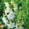 Delphinium Elatum 'Double Innocence'