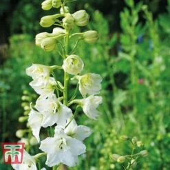 Delphinium Elatum 'Double Innocence' -Plants Sales Store DELP KA5071 B