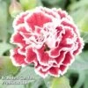 Dianthus Scent First Sugar Plum 1 Dianthus Scent First Sugar Plum -Plants Sales Store DIAN KA5117 A