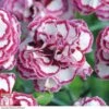 Dianthus 'Gran's Favourite' -Plants Sales Store DIAN T16857 A h