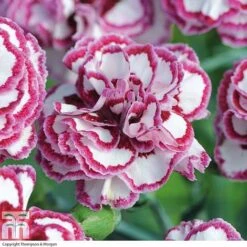 Dianthus 'Gran's Favourite'