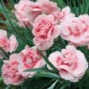 Dianthus 'Doris' -Plants Sales Store DIAN T16859 A h