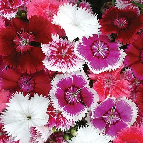 Dianthus 'Festival Mixed' 4 Dianthus 'Festival Mixed' - Image 2