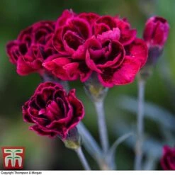 Dianthus 'Odessa Red' -Plants Sales Store DIAN T80274 E