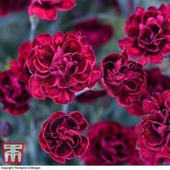 Dianthus 'Odessa Red' -Plants Sales Store DIAN T80274 G