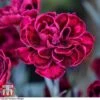 Dianthus 'Odessa Red' 1 Dianthus 'Odessa Red' -Plants Sales Store DIAN T80274 c