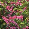 Dicentra Spectabilis -Plants Sales Store DICE T57545 A h