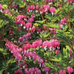 Dicentra Spectabilis