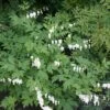 Dicentra Spectabilis 'Alba' 1 Dicentra Spectabilis 'Alba' -Plants Sales Store DICE T62209 A h