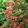 Dicentra Spectabilis 'Valentine' 2 Dicentra Spectabilis 'Valentine' -Plants Sales Store DICE T62210 A h