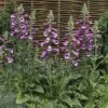 Foxglove 'Dalmation Purple' -Plants Sales Store DIGI T64064 A h