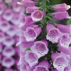 Foxglove 'Dalmation Purple' -Plants Sales Store DIGI T64064 B h