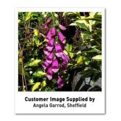 Foxglove 'Dalmation Purple' -Plants Sales Store DIGI T64064 U1 h
