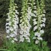 Foxglove 'Dalmation White' -Plants Sales Store DIGI T64066 A h