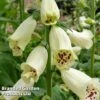 Foxglove 'Dalmatian Cream' 1 Foxglove 'Dalmatian Cream' -Plants Sales Store DIGITALIS DALMATIAN