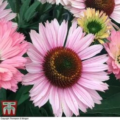 Echinacea 'Sunseekers Salmon' -Plants Sales Store ECHI KA9816 D