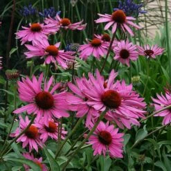 Echinacea Purpurea 'Rubinstern' -Plants Sales Store ECHI T58358 B h