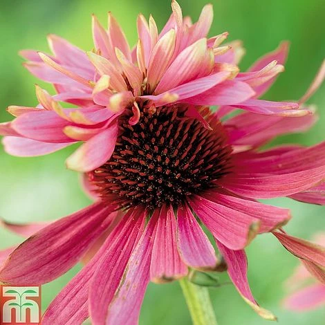 Echinacea Purpurea 'Double Decker' 3 Echinacea Purpurea 'Double Decker'