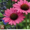 Echinacea Purpurea 'Magnus' -Plants Sales Store ECHI TKA5196 A