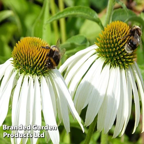 Echinacea Purpurea 'Alba' 3 Echinacea Purpurea 'Alba'