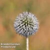 Echinops Spaerocephalus 'Arctic Glow'