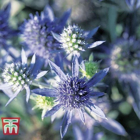 Eryngium Planum 'Blue Hobbit' 5 Eryngium Planum 'Blue Hobbit' - Image 3