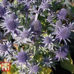 Eryngium Planum 'Blue Hobbit' 9 Eryngium Planum 'Blue Hobbit' -Plants Sales Store ERYN T74432 D1
