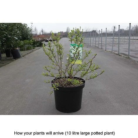 Exochorda X Macrantha 'Niagara' 4 Exochorda X Macrantha 'Niagara' - Image 2