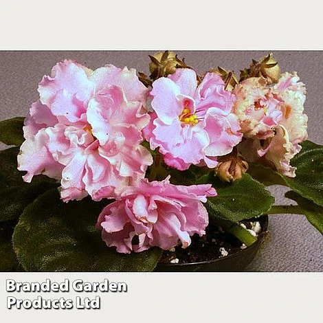 Saintpaulia 'Ek-Vrata Raia' 4 Saintpaulia 'Ek-Vrata Raia' - Image 2