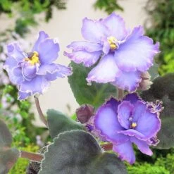 Saintpaulia 'Blue Dragon'