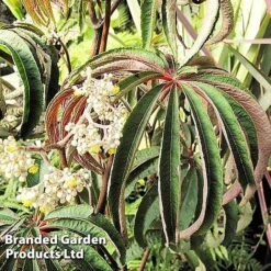 Begonia Luxurians -Plants Sales Store FLSBEG314972