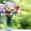 Sweet Pea Sublime Scent Mix -Plants Sales Store FLSSWE32537