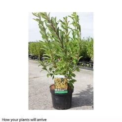 Forsythia X Intermedia 'Week-End' 9 Forsythia X Intermedia 'Week-End' -Plants Sales Store FORS T66217 B h