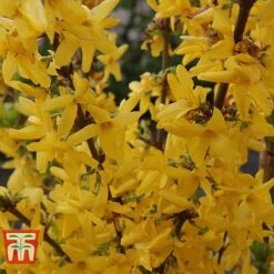 Forsythia X Intermedia 'Week-End' 8 Forsythia X Intermedia 'Week-End' -Plants Sales Store FORS T66217 C